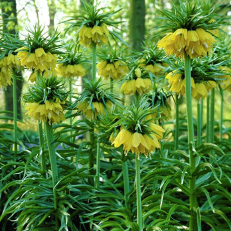 Lutea Fritillaria