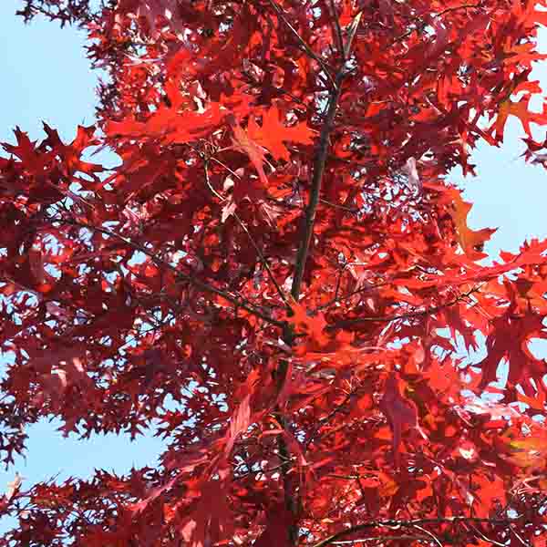 USDA Organic Scarlet Oak