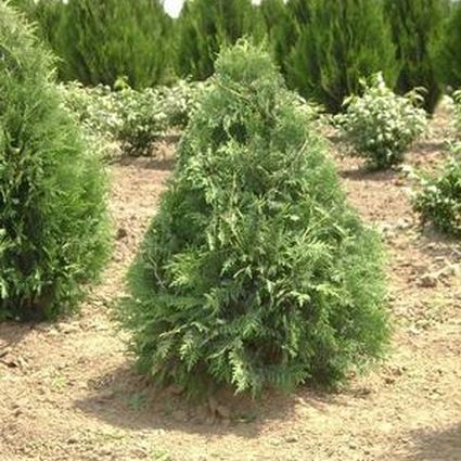 Nigra Arborvitae