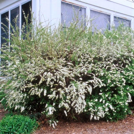 Grefsheim Spirea