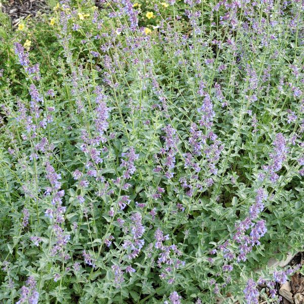 Six Hills Giant Catmint