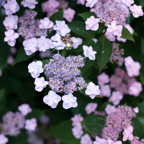 Tiny Tuff Stuff&trade; Hydrangea