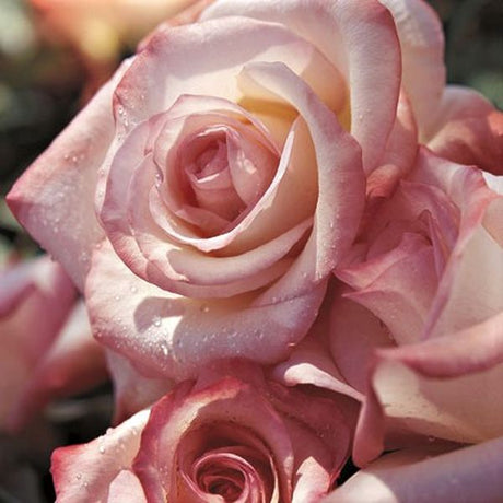 Gemini&trade; Hybrid Tea Rose