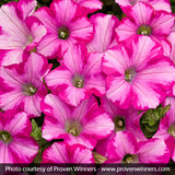 Supertunia&reg; Raspberry Blast&reg; Petunia