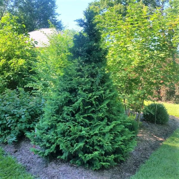 Soft Serve&reg; False Cypress