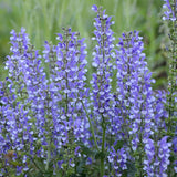 Azure Snow Salvia