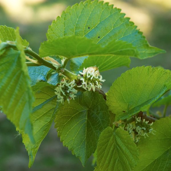 Fruiting Dwarf Black Mulberry