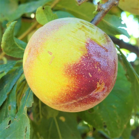 Burbank Plum Tree