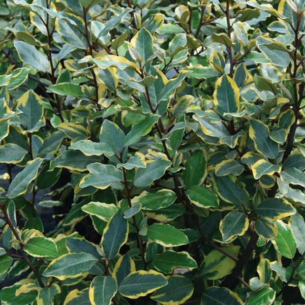 Olive Martini&trade; Elaeagnus