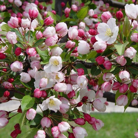 Sargent Crabapple Tree