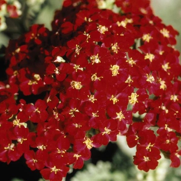 Paprika Yarrow