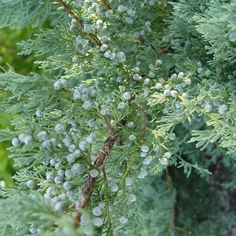 Grey Owl Juniper