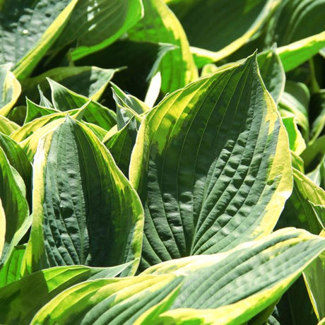 Satisfaction Hosta