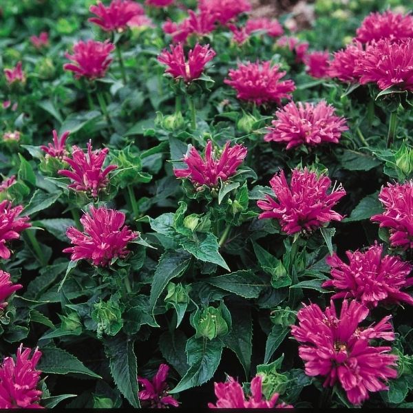 Petite Delight Bee Balm