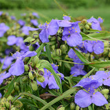 Amethyst Kiss&trade; Spiderwort