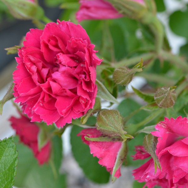 F. J. Grootendorst Hybrid Rugosa Rose