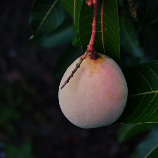 Tebow Mango Tree