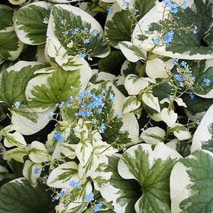 Variegata Brunnera