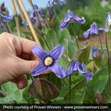 Stand by Me Clematis