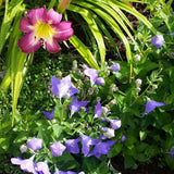 Sentimental Blue Balloon Flower