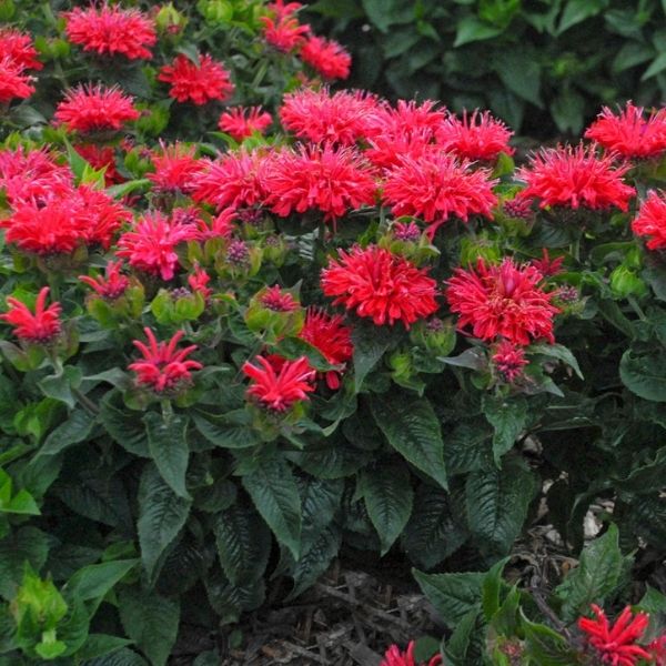 Pardon My Cerise Bee Balm