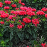 Pardon My Cerise Bee Balm