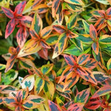 Abelia Kaleidoscope