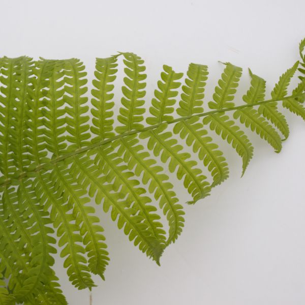 Ostrich Fern