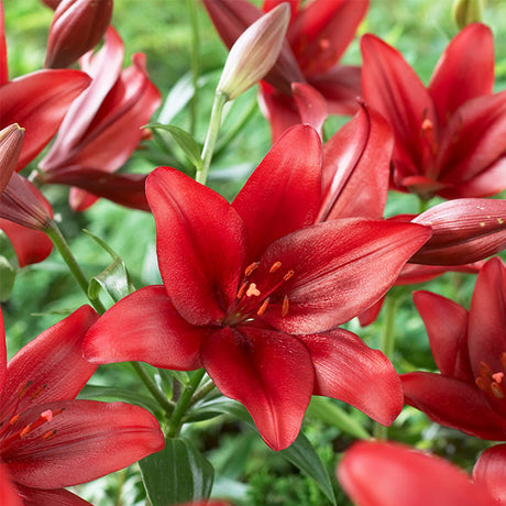 LA Red Alert Asiatic Lily