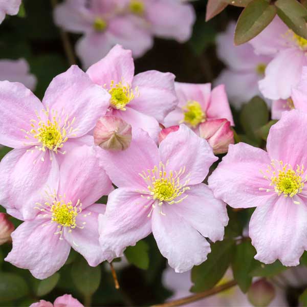 Pink Anemone Clematis