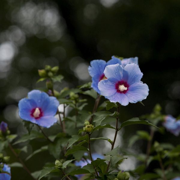 Blue Bird Rose of Sharon