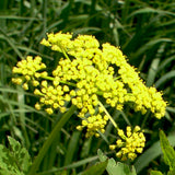 Spring Rain Garden Pocket Garden