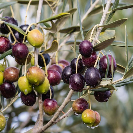 Mission Olive Tree