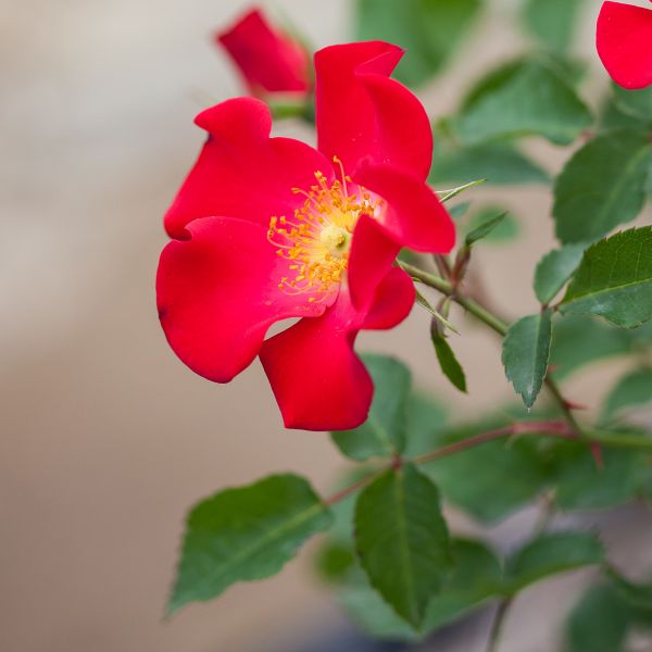 Easy Elegance&reg; Screaming Neon Red&trade; Rose