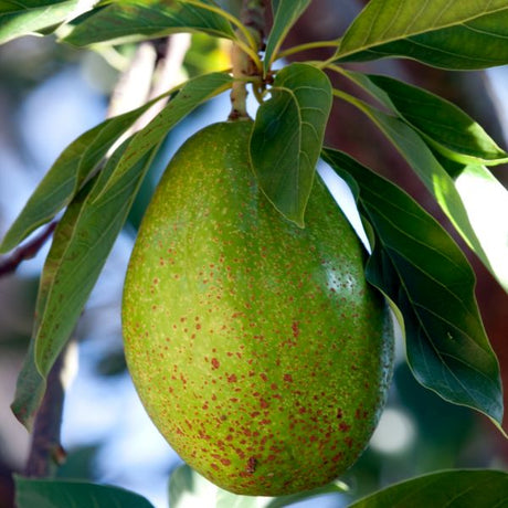 Bacon Avocado Tree