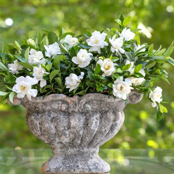 Jubilation&trade; Gardenia