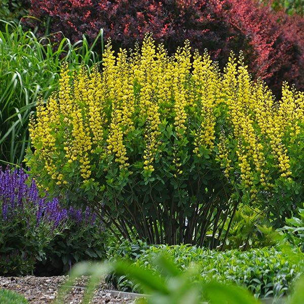 Decadence&reg; Lemon Meringue False Indigo