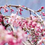 Weeping Cherry