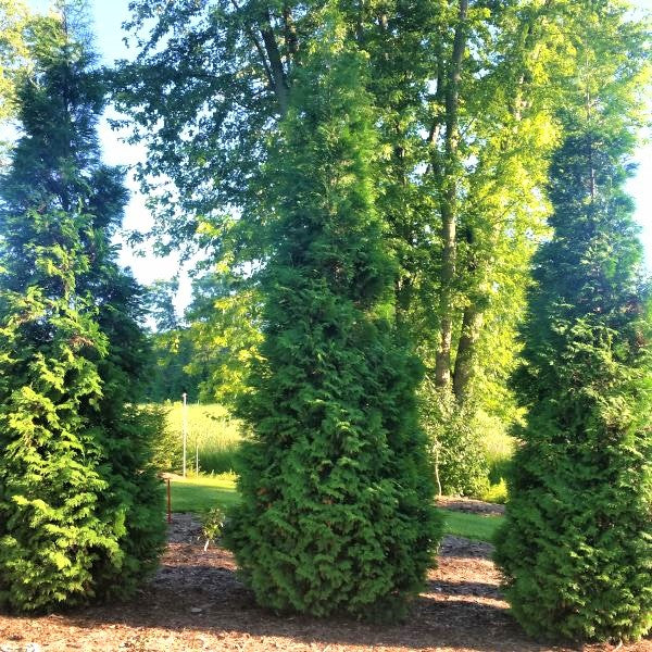 American Arborvitae