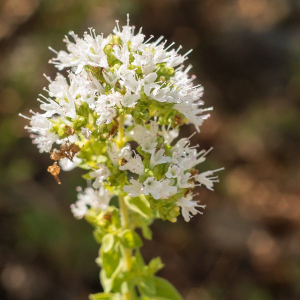 Greek Oregano Plant