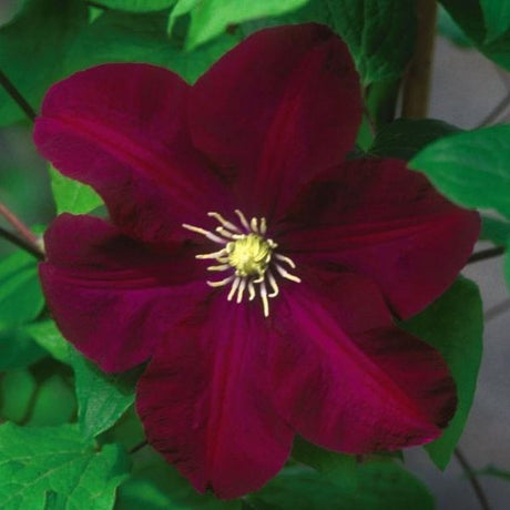 Warsaw Nike Clematis