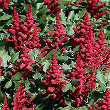 Vision in Red Astilbe