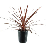 Red Star Cordyline