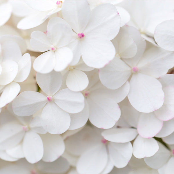 Invincibelle Wee White&reg; Hydrangea