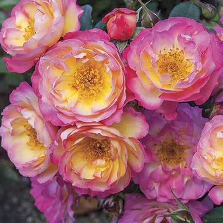 Rainbow Happy Trails&trade; Rose