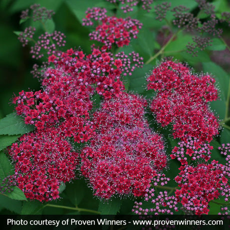 Double Play&reg; Red Spirea