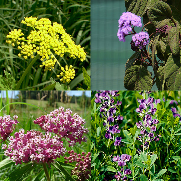 Spring Rain Garden Pocket Garden