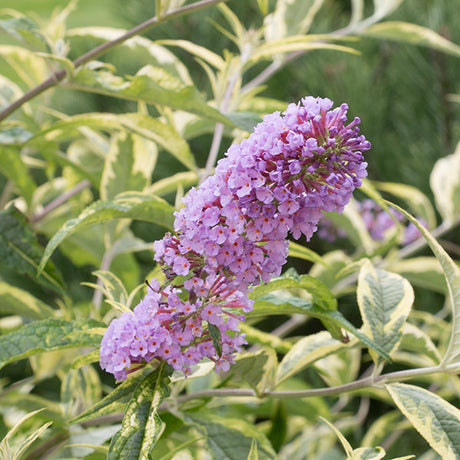 Proven Winners&reg; ColorChoice&reg; Summer Skies Butterfly Bush