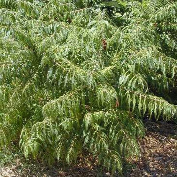 Staghorn Sumac