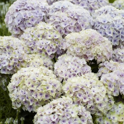 Everlasting&trade; Ocean Hydrangea